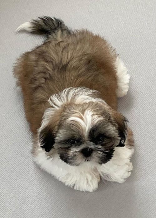 WhatsApp Image 2025-12-07 at 2.09.30 AM